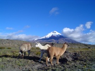 LLamas und Alpacas vor dem Cotopaxi